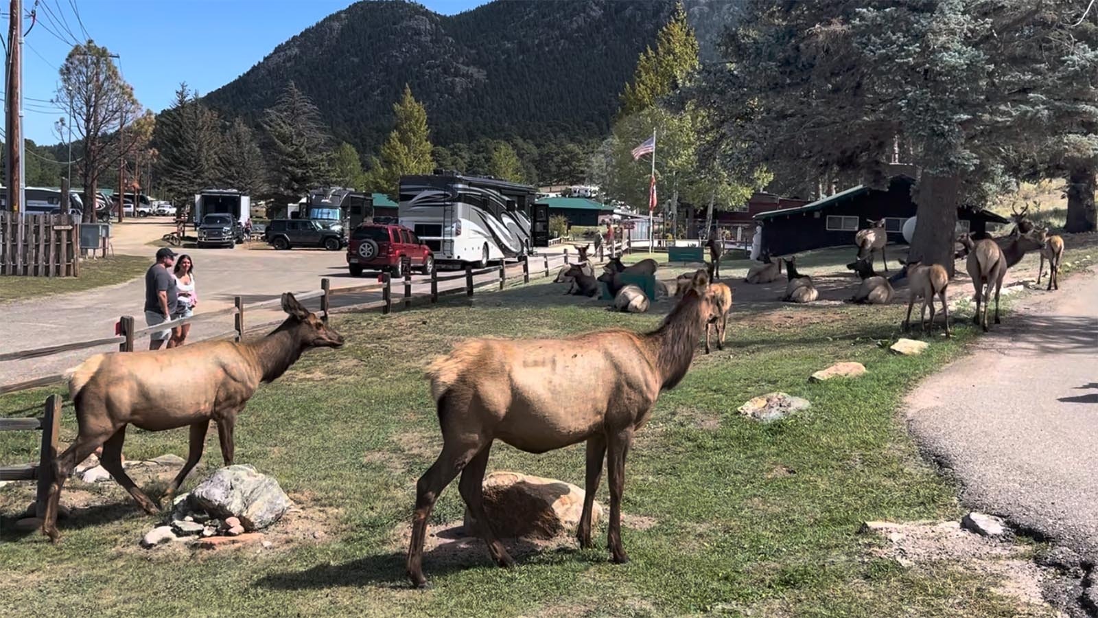 Every year when a huge elk herd returns to Estes Park, Colorado, they make it their town.