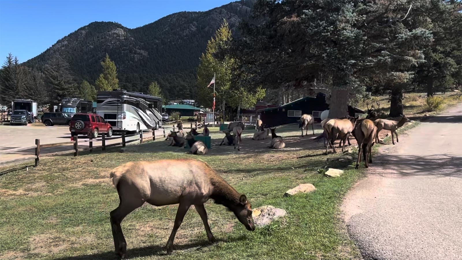 Every year when a huge elk herd returns to Estes Park, Colorado, they make it their town.