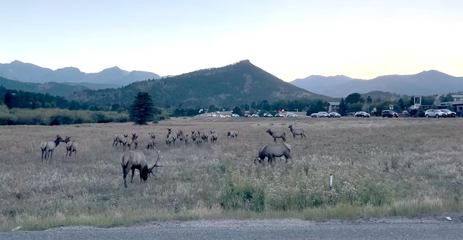 Every year when a huge elk herd returns to Estes Park, Colorado, they make it their town.