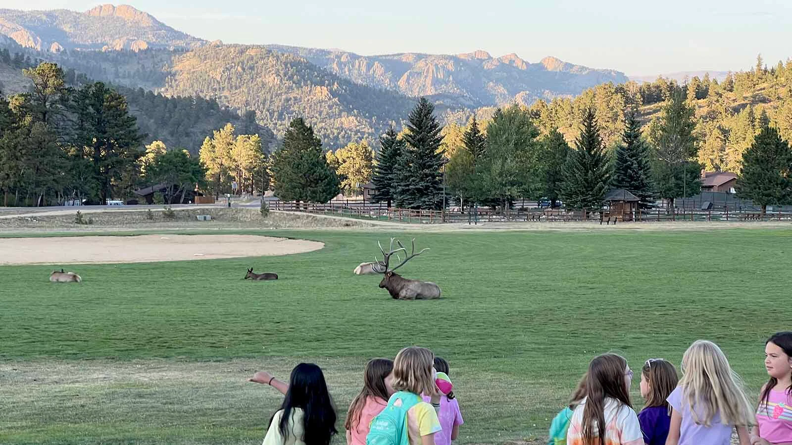 People gather around to gawk at a large bull elk in Estes Park, Colorado.