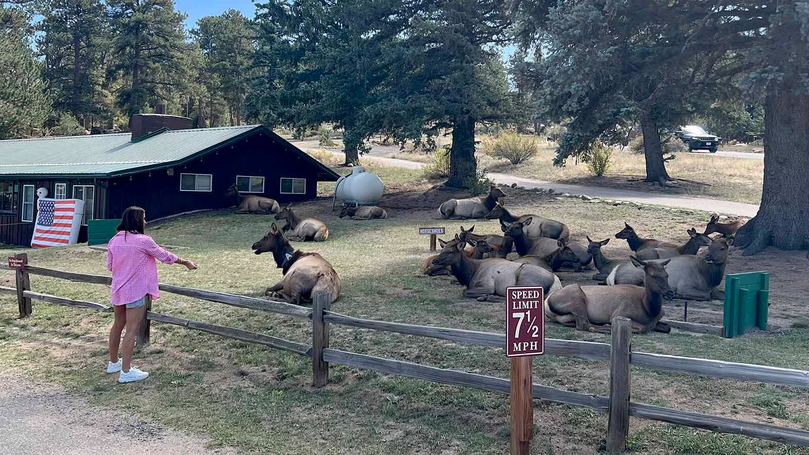 A study indicates that elk have more "aggressive encounters" with people than any other wild species. People getting too close to elk is frequently the cause.