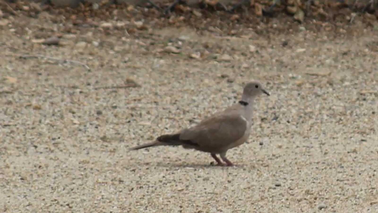 A lifeless dove found near a curb. Another beneath a tree. Then dozens more, mostly found within a tight radius of Rock Springs known as the “Tree Streets.” They died of a virus — not bird flu — Wyoming Game and Fish told Cowboy State Daily on Monday.