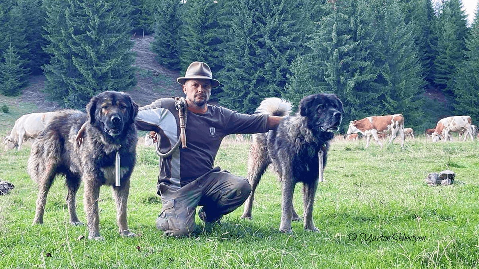 Marton Sebestyen ranches in Transylvania and Romania, and relies on guardian dogs to protect his livestock.