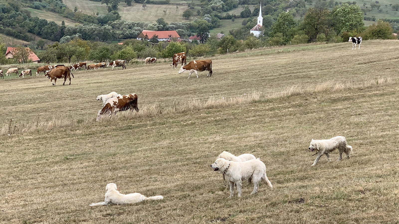 Livestock guardian dogs keep watch over cattle in Transylvania, protecting the cows from bears and wolves.