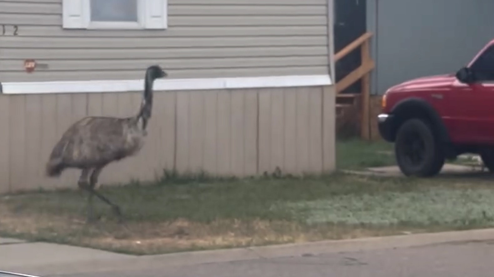 An emu named Gary that was wandering around Evanston, Wyoming, on Sunday died when his neck was broken while police officers tried to wrangle the large bird. Gary’s owner says it was an accident but questions whether too much force was used.