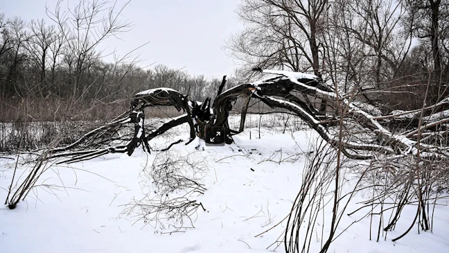 'Exploding Tree' Warning From Subzero Cold Snap Reaches Into Wyoming ...