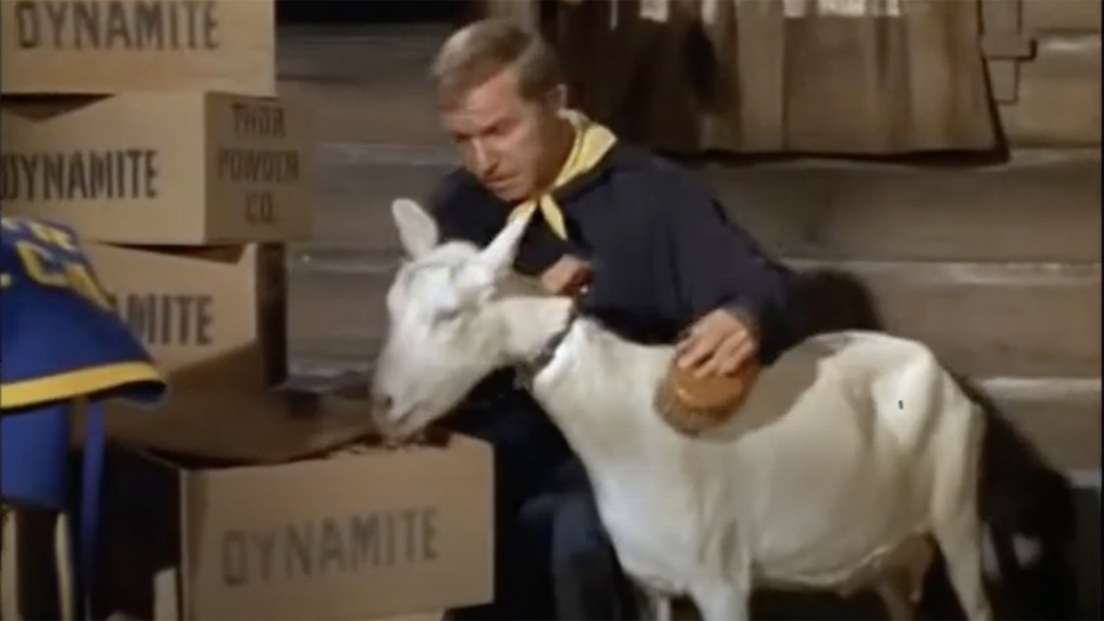 In the comedy “F-Troop,” a goat ate dynamite and the troop thought she had exploded. Then, their mascot waltzed right back into the fort, proving to them that she had a stomach of steel.