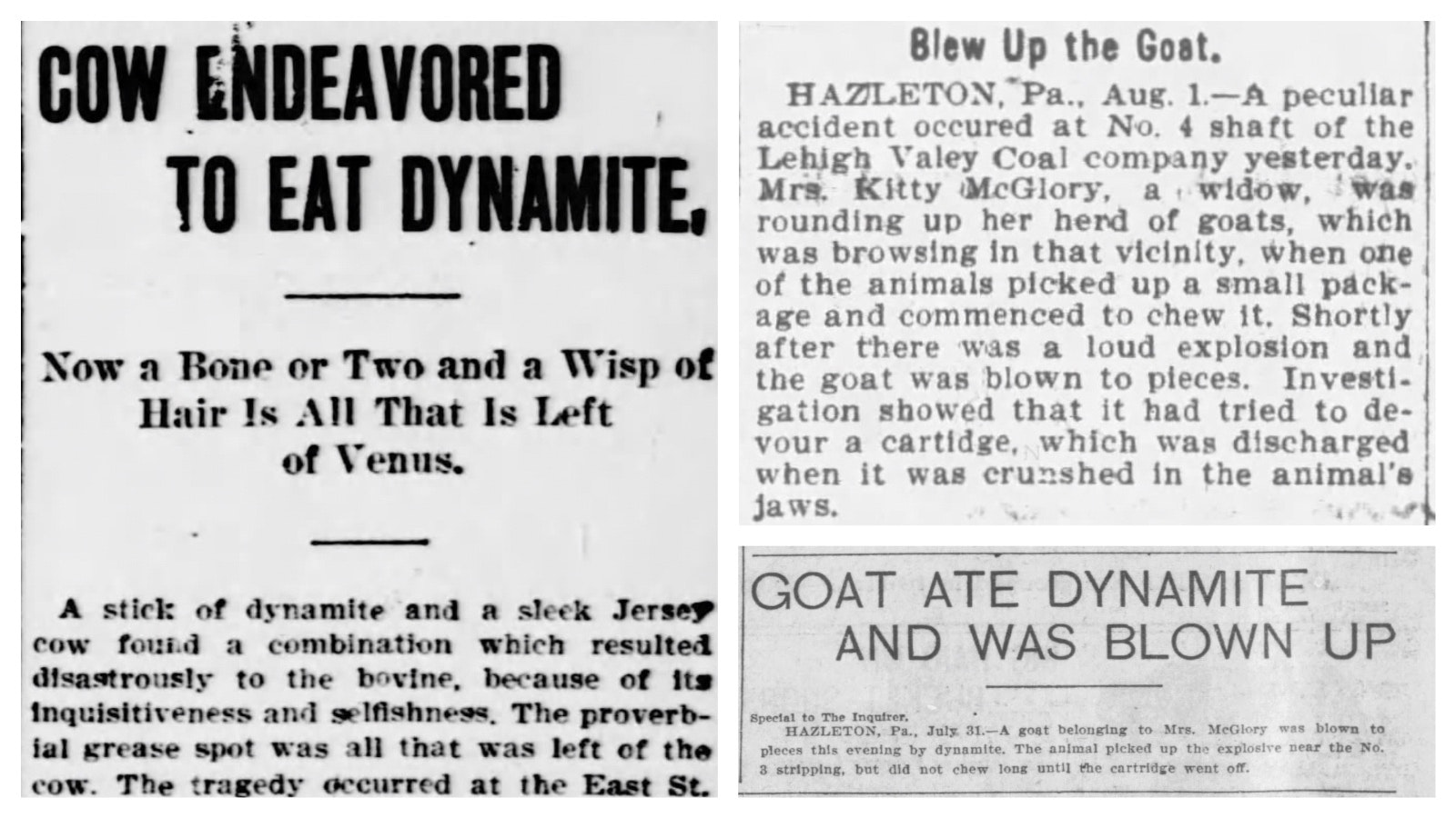 More news stories of cows and goats eating dynamite and exploding.