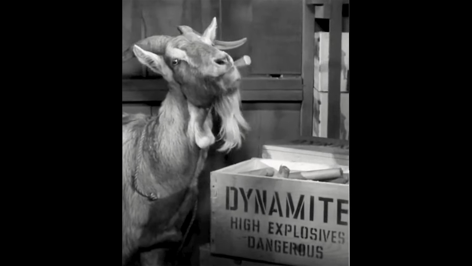 In Mayberry on the "Andy Griffith Show," a loaded goat caused havoc as the town tried to keep the creature from exploding after eating dynamite.