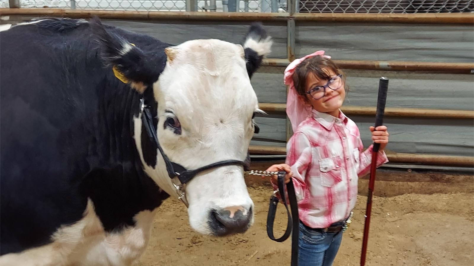 Too young to officially compete in the beef competition with her older sisters, 7-year-old Reagan waits for her turn to take Sir Chrome-a-lot for the peewee trials.