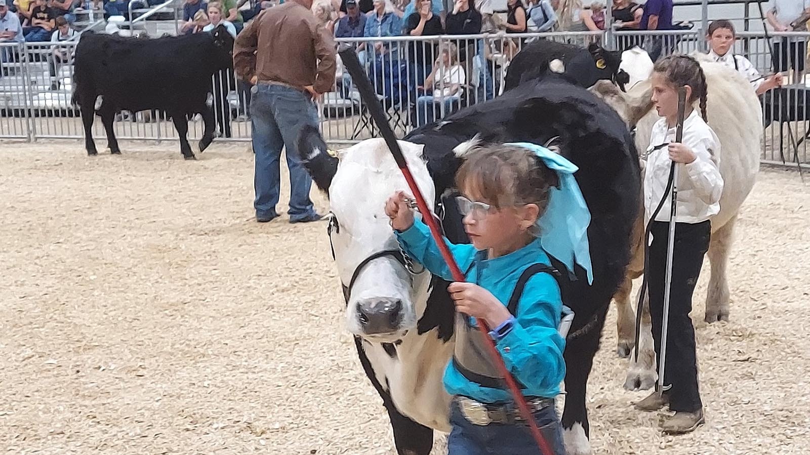 Timber Elkins, 9, leads her steer, Sir Chrome-a-lot around the ring in the beef show at the Campbell County Fair.