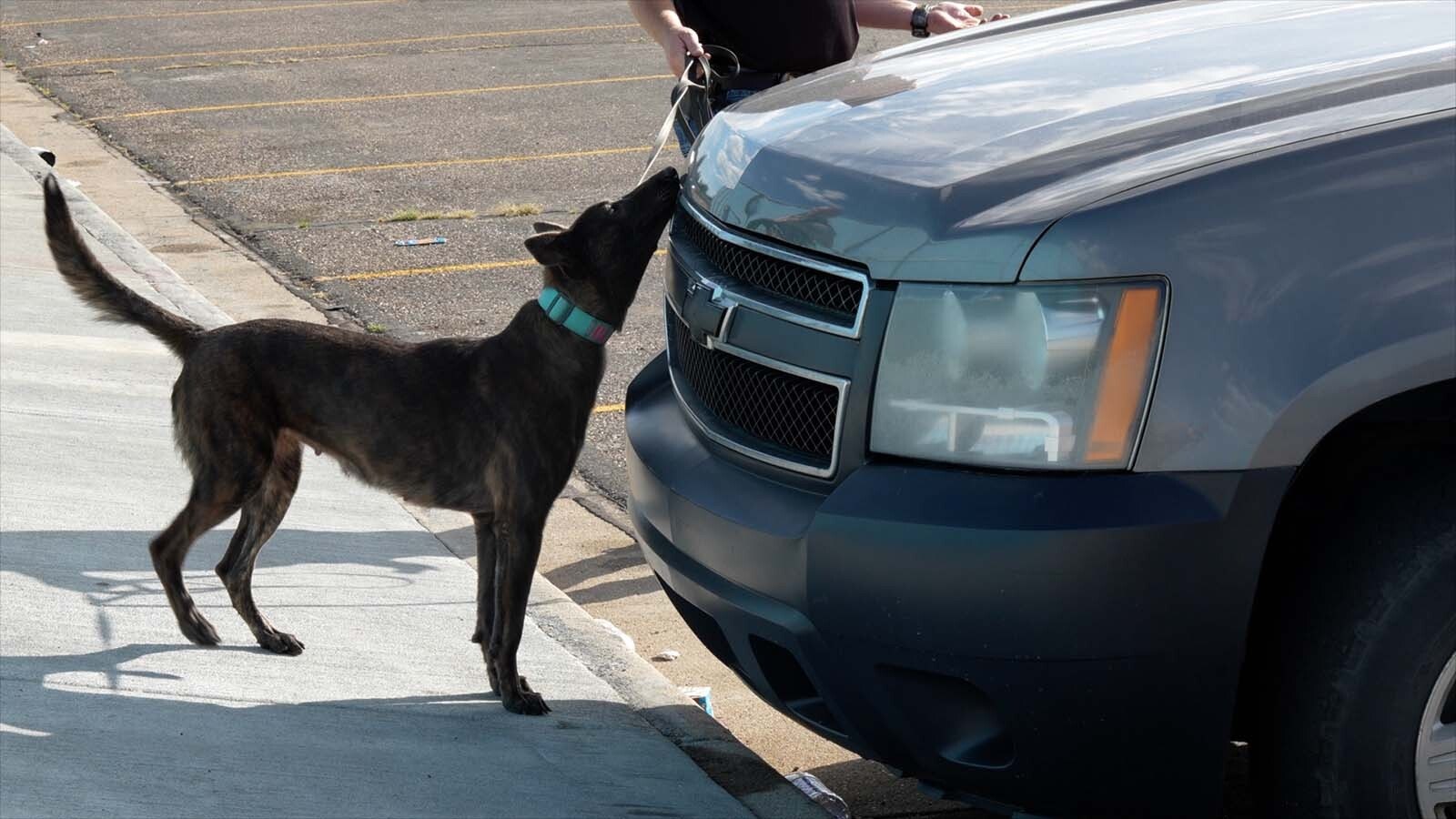 Cheyenne Police Department officers and a Laramie County Sheriff's Office deputy — and K-9 Blair — give the dog a sniff around a Chevy Tahoe in the parking lot at East High School on Thursday, Sept. 26, 2024.