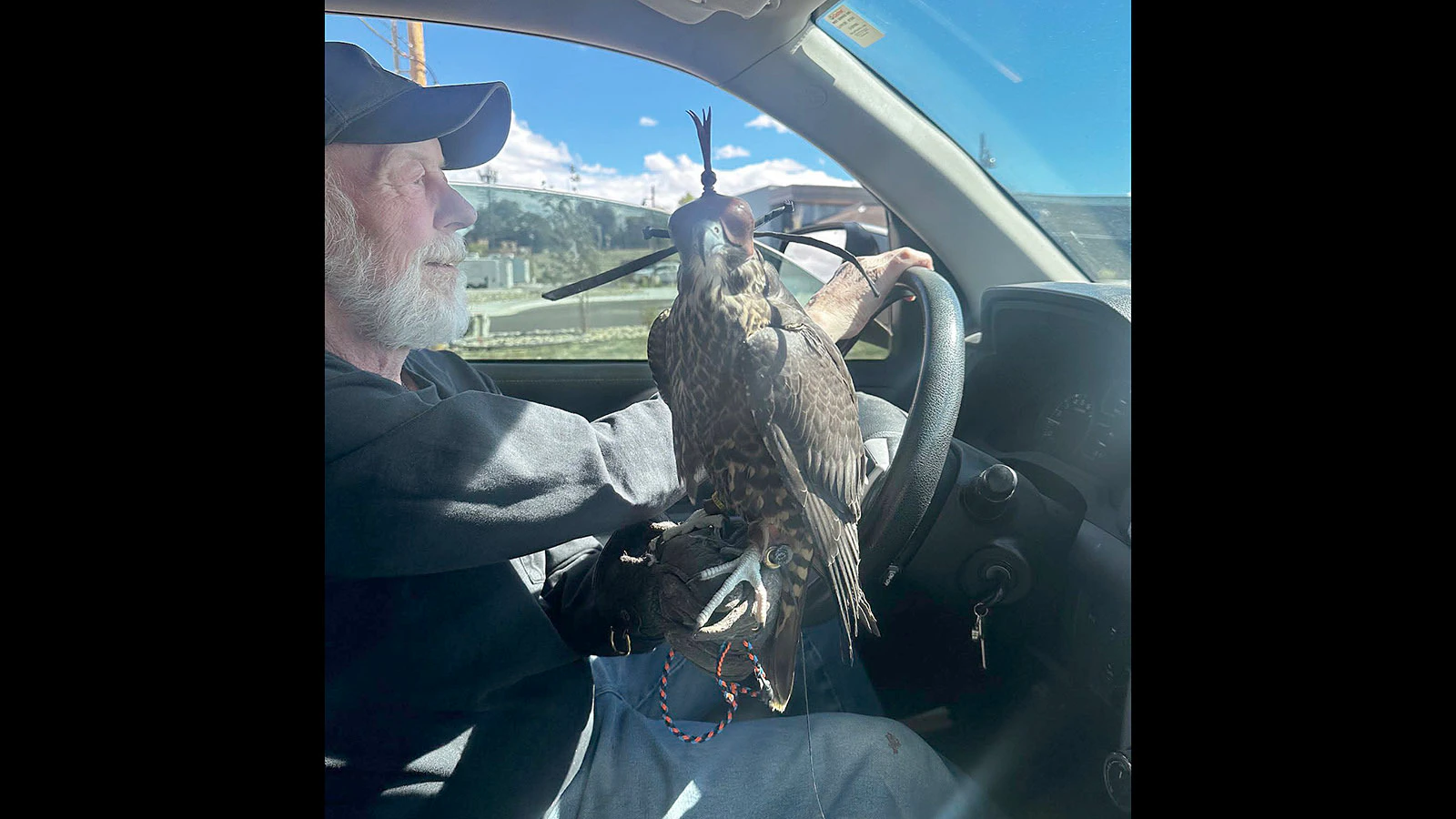 Kevin, a young peregrine falcon, wears a falconry hood while perched on Jim Osborne’s glove.