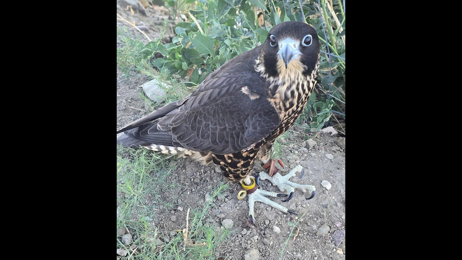 Kevin was about 4 months old when he disappeared during a training outing behind the Casper airport. His owner’s family feared he wouldn’t survive, but community sightings helped bring him home a week later.