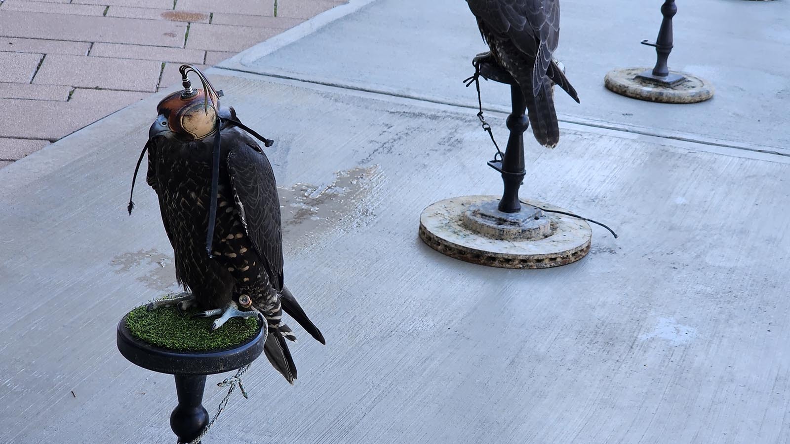 One of the many falcons owned by Vahe Alaverdian.