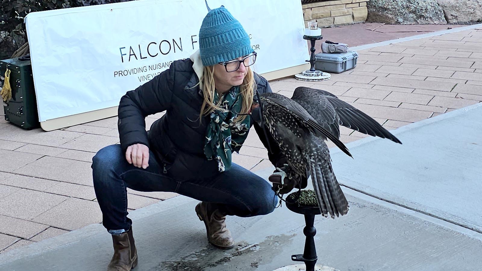 Kyna Sturges picks up a falcon while Vahé Alaverdian talks about his falcons' hunting abilities and lifestyle habits.
