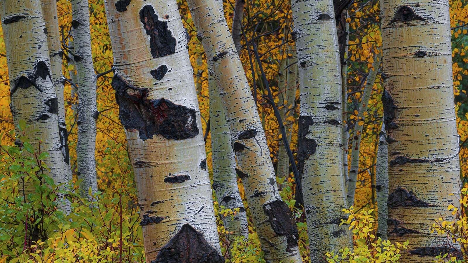 Fall colors peek through this stand of aspens.