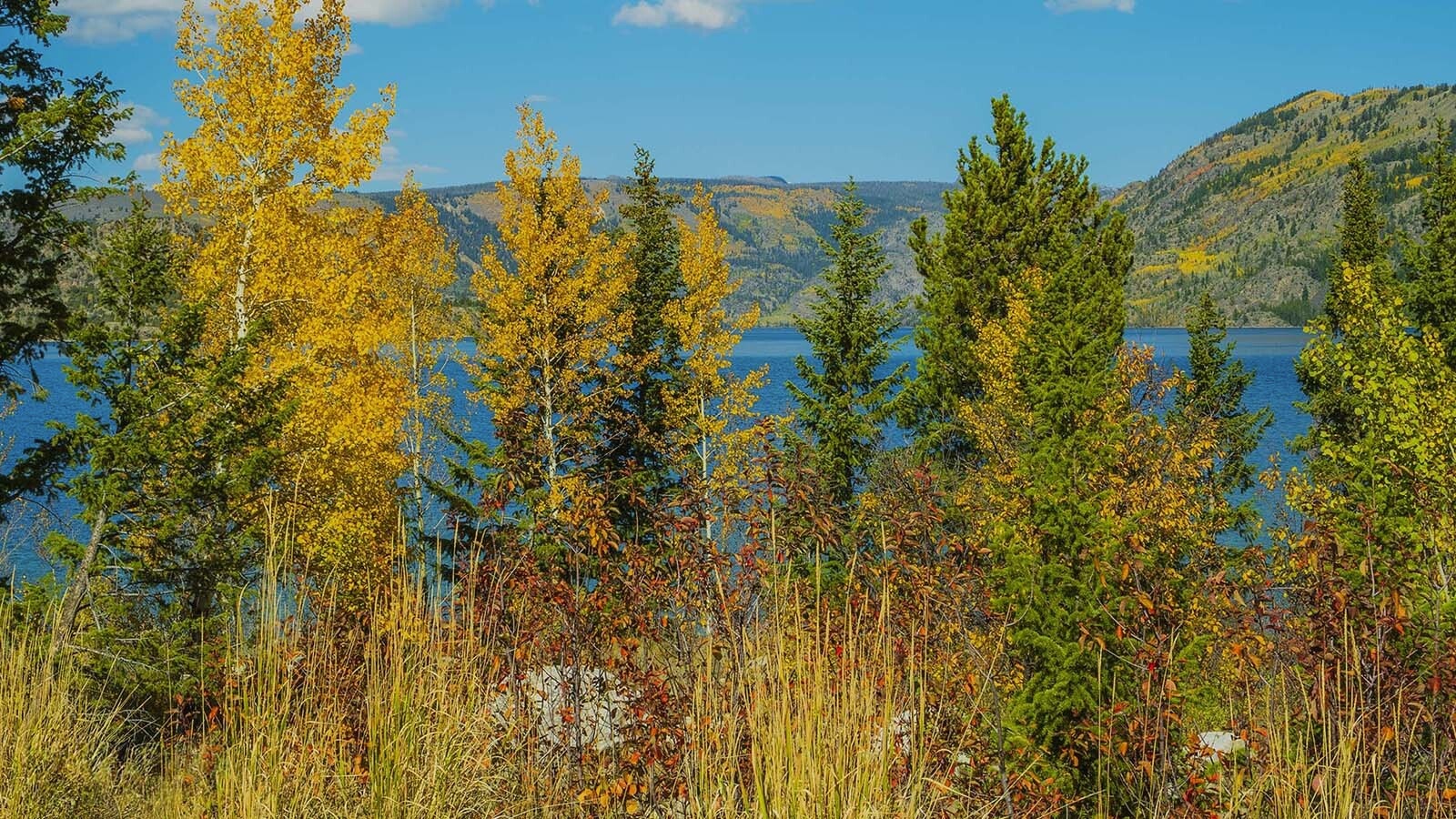 An explosion of color has begun to cover Wyoming's landscapes, and the transition happens fast. Wyomingites who want to see the best and boldest golds, reds and oranges will want to plan and prioritize to ensure they see everything at its peak.