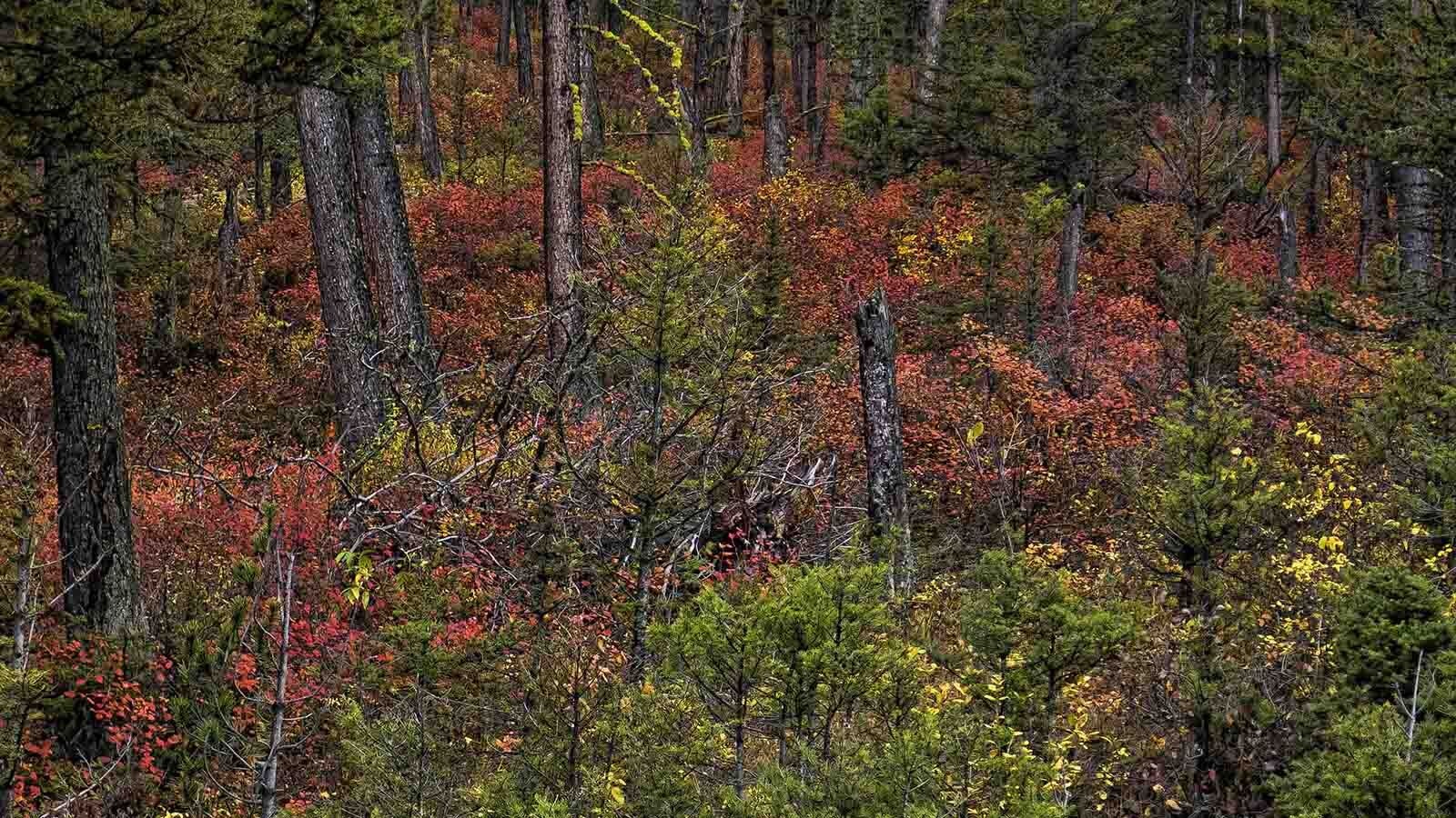 An explosion of color has begun to cover Wyoming's landscapes, and the transition happens fast. Wyomingites who want to see the best and boldest golds, reds and oranges will want to plan and prioritize to ensure they see everything at its peak.