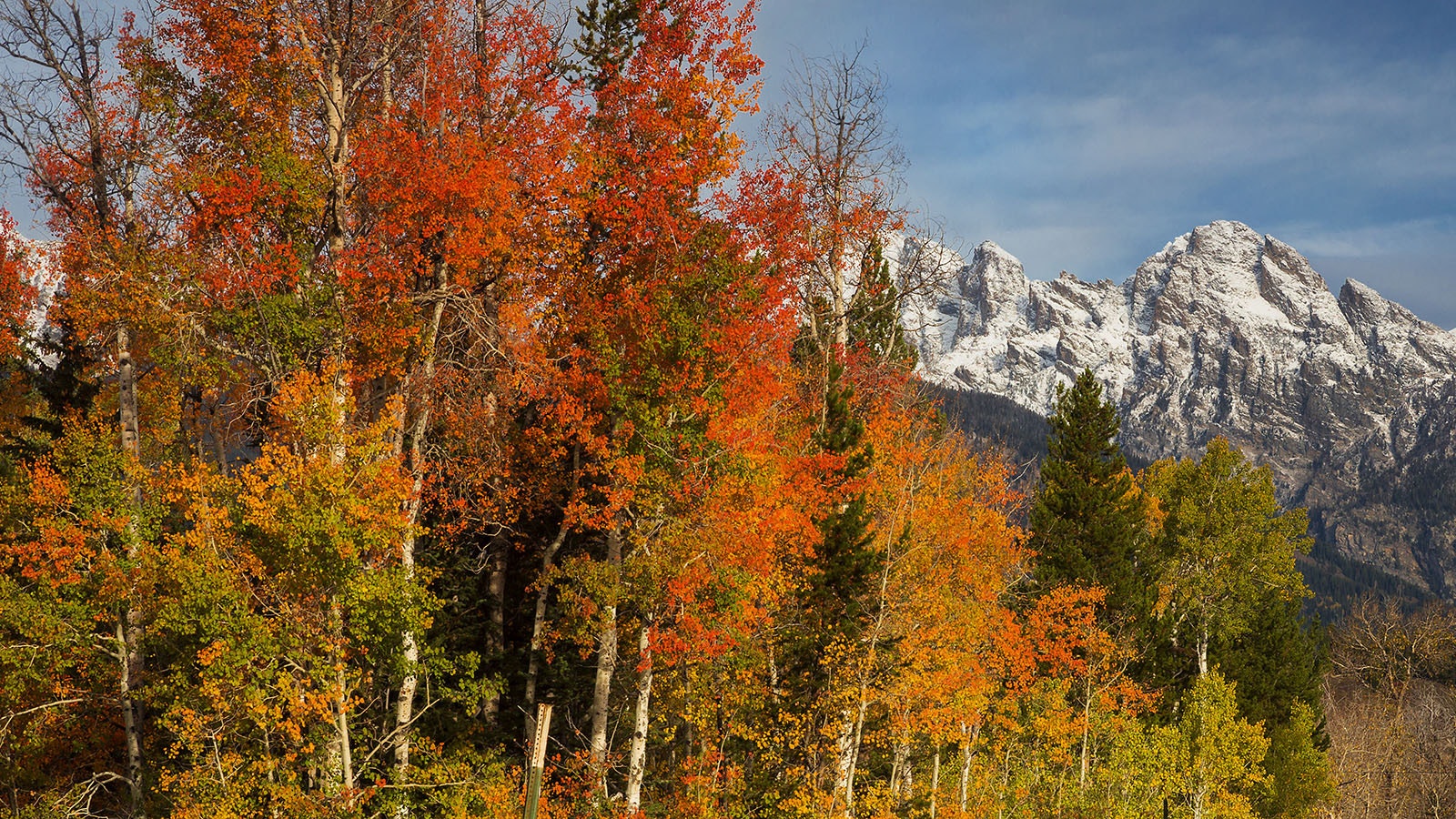 Deep red, gold and orange aspens turn as snow dusts the tops of the Tetons near Yellowstone National Park.