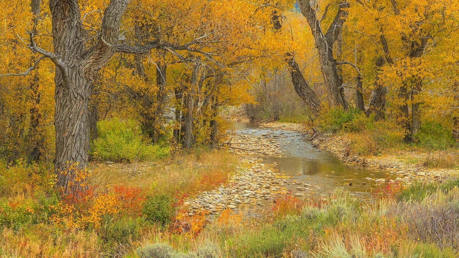 An explosion of color has begun to cover Wyoming's landscapes, and the transition happens fast. Wyomingites who want to see the best and boldest golds, reds and oranges will want to plan and prioritize to ensure they see everything at its peak.