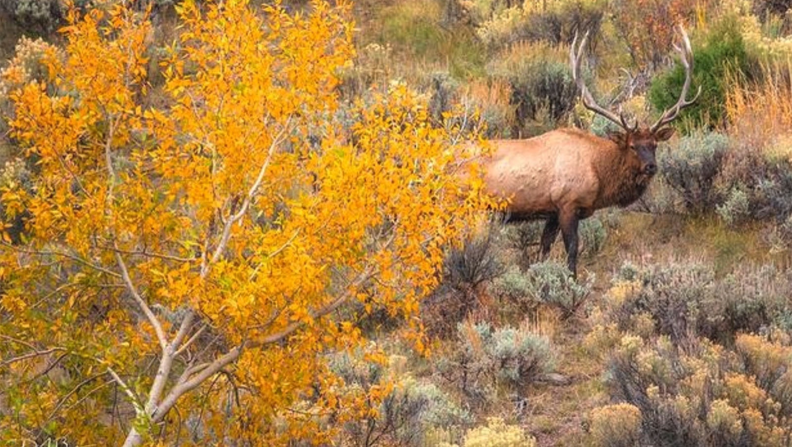 Wyoming photographer Dave Bell snapped this stunning photo of an elk surrounded by fall colors in Wyoming's backcountry.