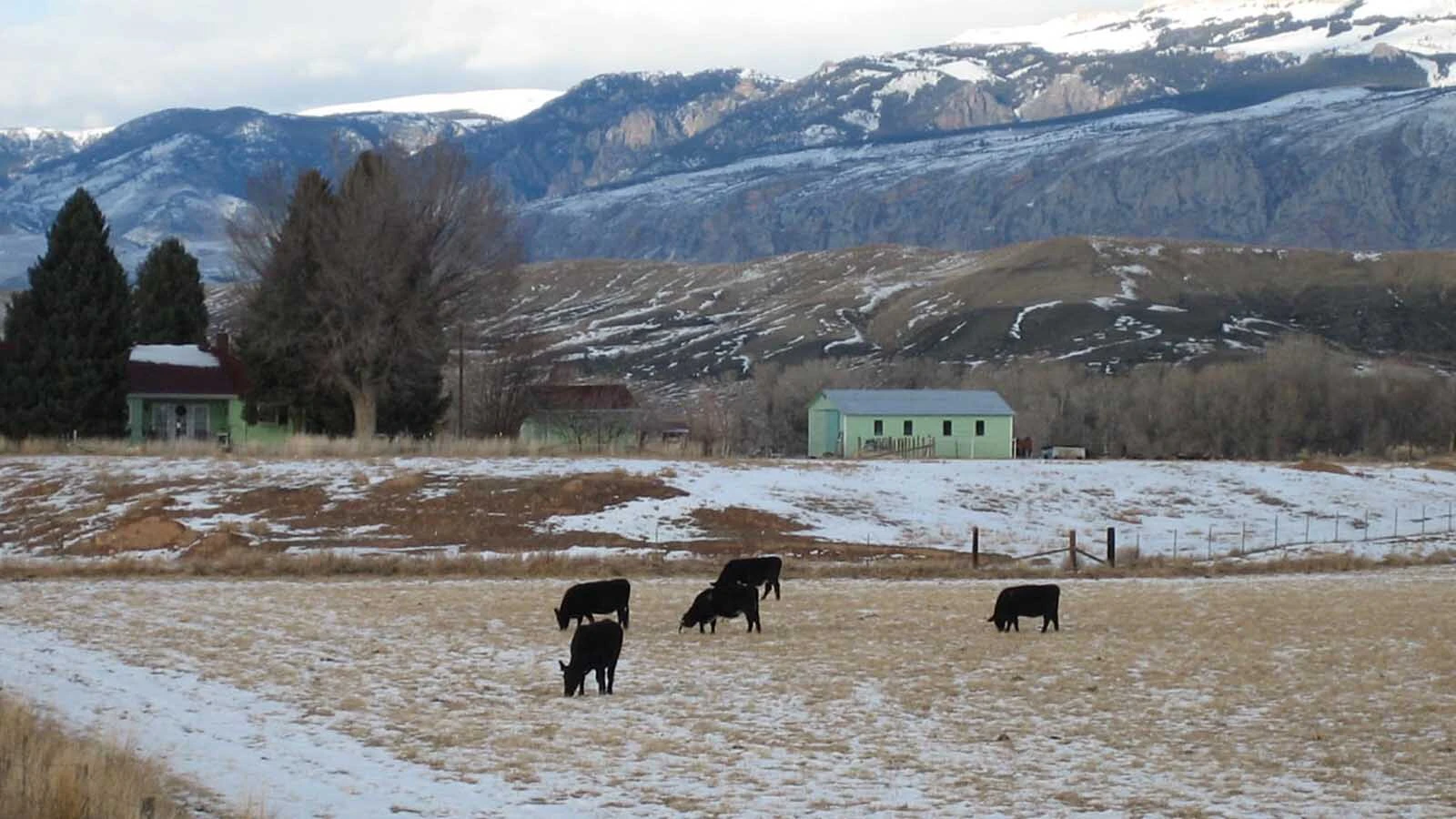 The Whaley family had homesteaded in Shell, Wyoming, in 1890 and all but one of the eight children had raised their own families in Wyoming.