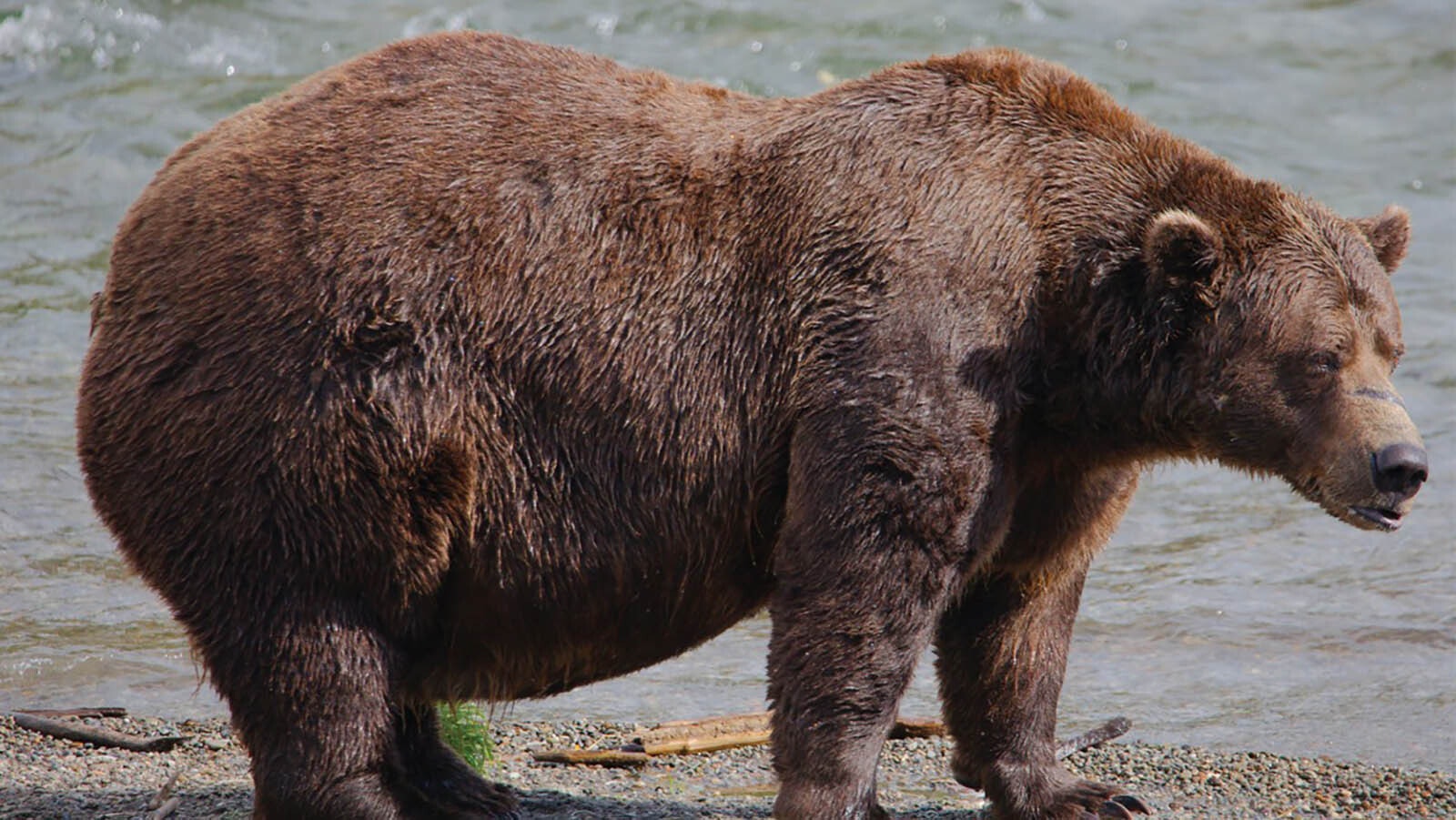 A bear nicknamed Chunk won the Fat Bear Week voting in 2022.