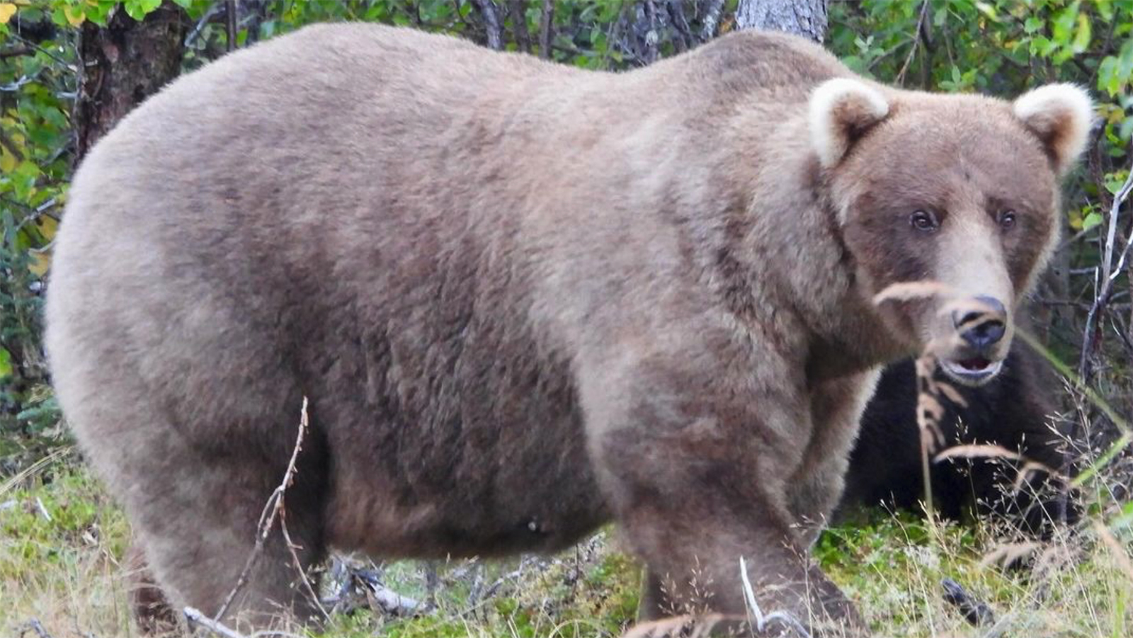 Gloriously Plump Mama Crowned Queen Of ‘Fat Bear… Cowboy State Daily