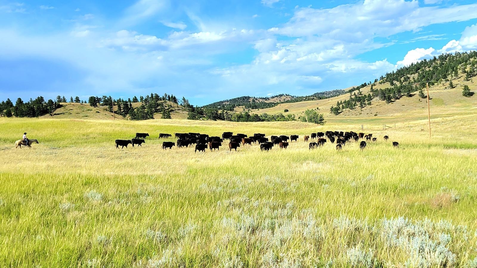 Mother Featherlegs arrived in Wyoming in 1876 and opened a roadhouse to accommodate the stagecoaches running between Cheyenne and Deadwood. Her house of entertainment, no more than a rude dugout, was successful until her murder in 1879. The scenery around her grave remain much the same as it did in the late 1800s.