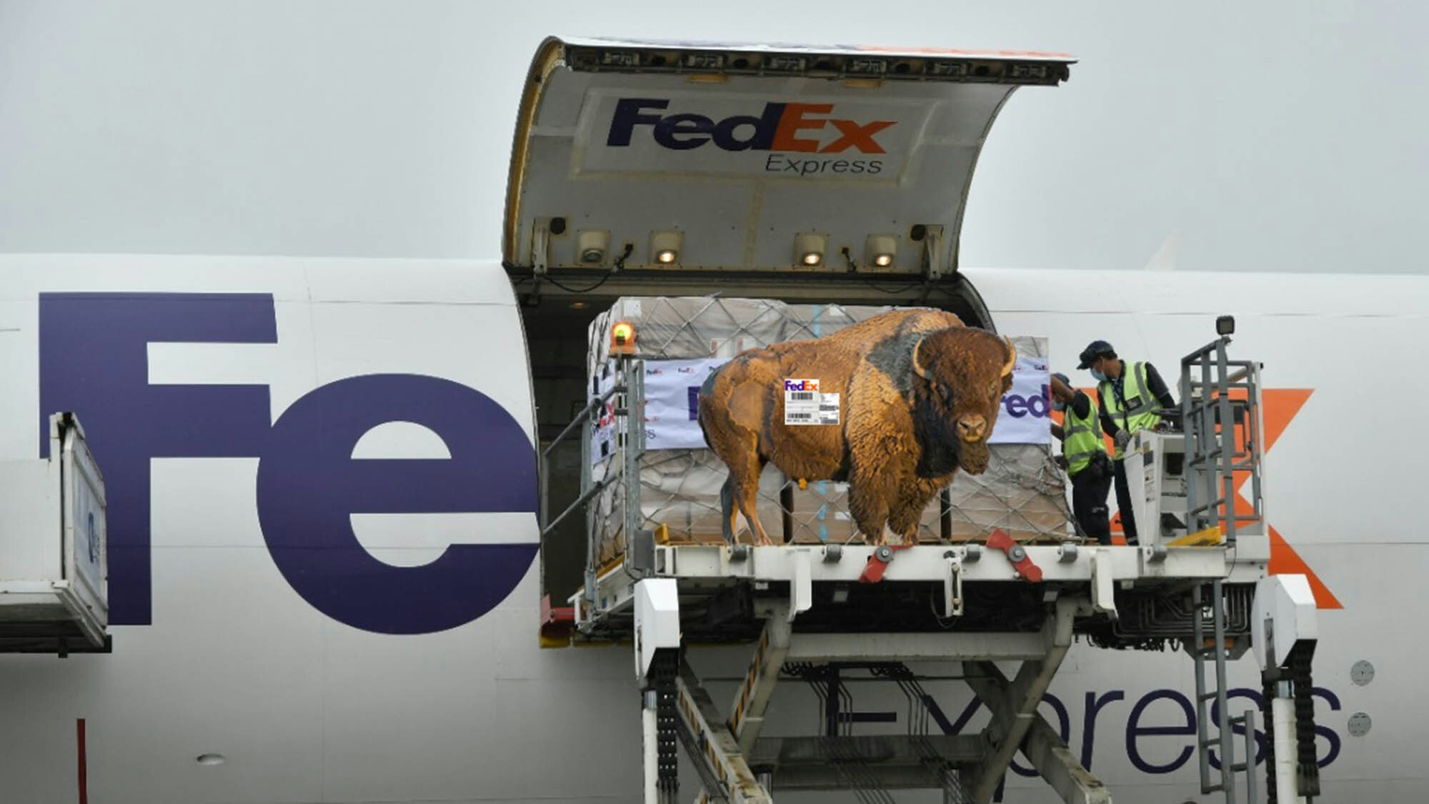 Fed Ex Bison