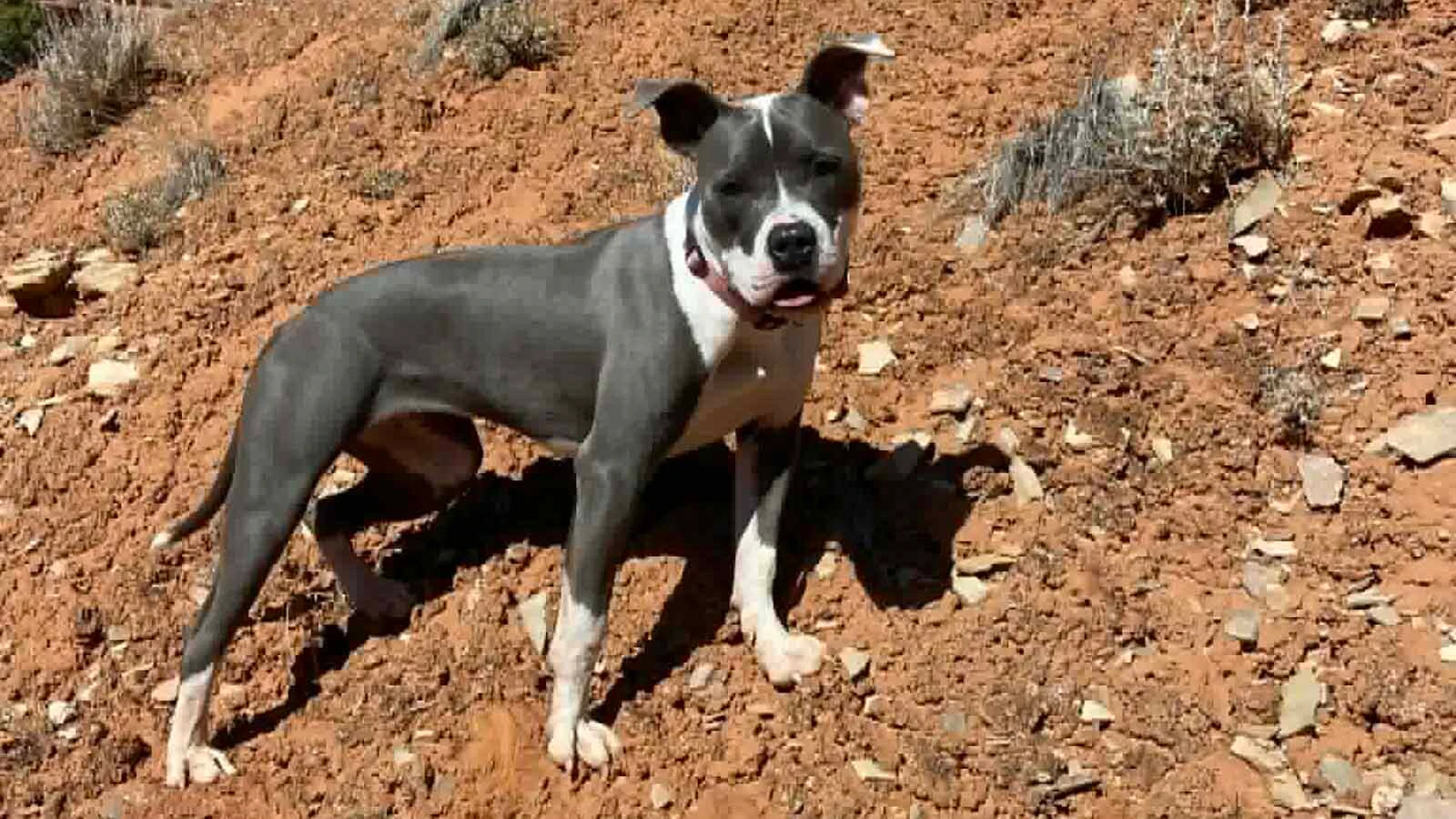 Natalie Singer of Cody says she was surprised when a FedEx driver came into her home uninvited and unannounced. She also said the driver is lucky her dog wasn't in the room when he came in.