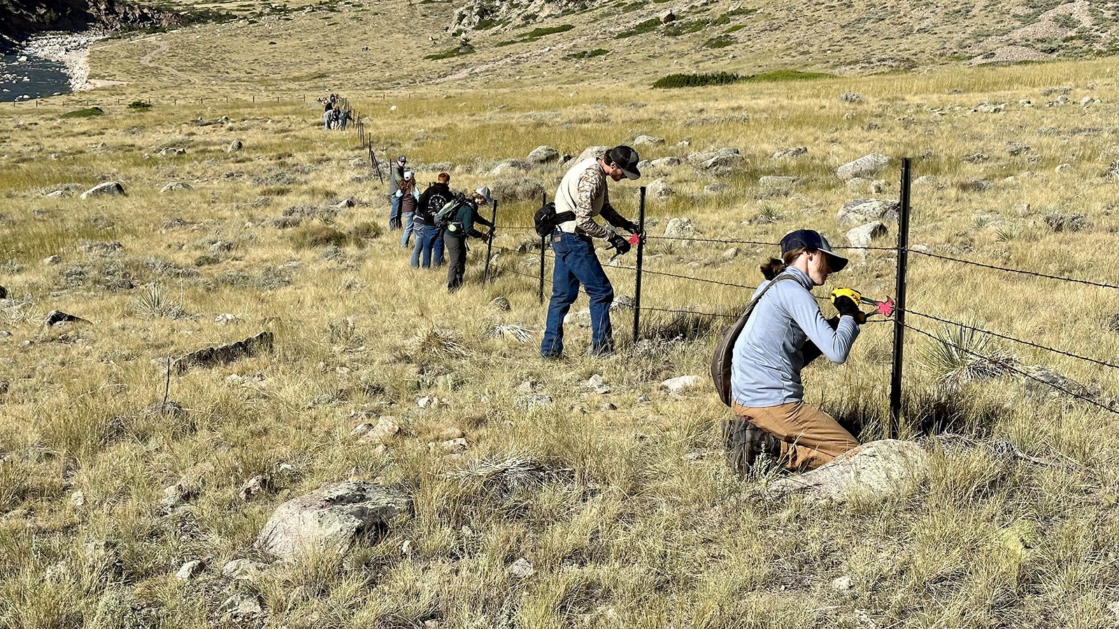 Volunteers improving right-of-way fencing in the Clarks Fork Canyon during an Absaroka Fence Initiative workday. The canyon is a natural migration corridor for bighorn sheep, but the fencing inhibits their movement, being too low and too high for them to cross easily.