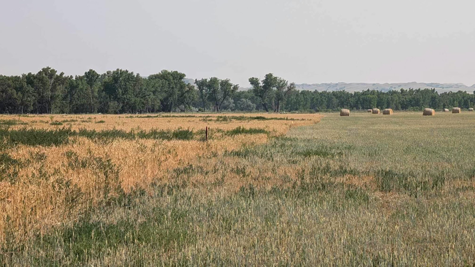 There’s a boundary dispute in this South Dakota field, over where land owned by ranchers Heather and Charles Maude ends, and Forest Service property begins. The Maudes are facing federal indictments alleging theft of government property.