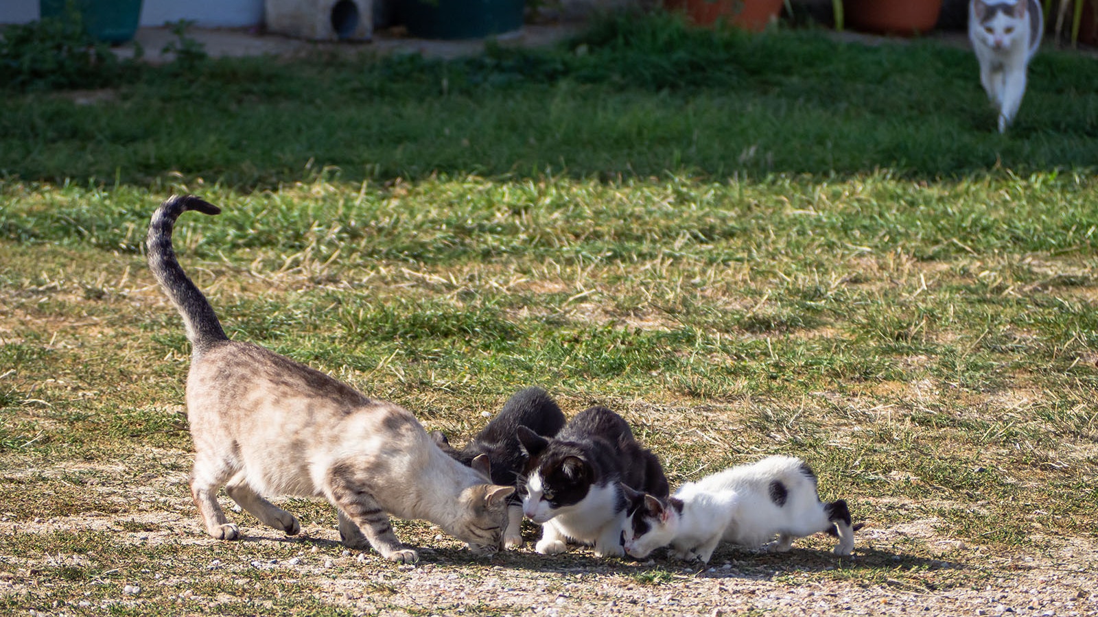 Feral cats are troublesome for animal shelters to handle because of diseases they carry and the fact that they are difficult to adopt out.