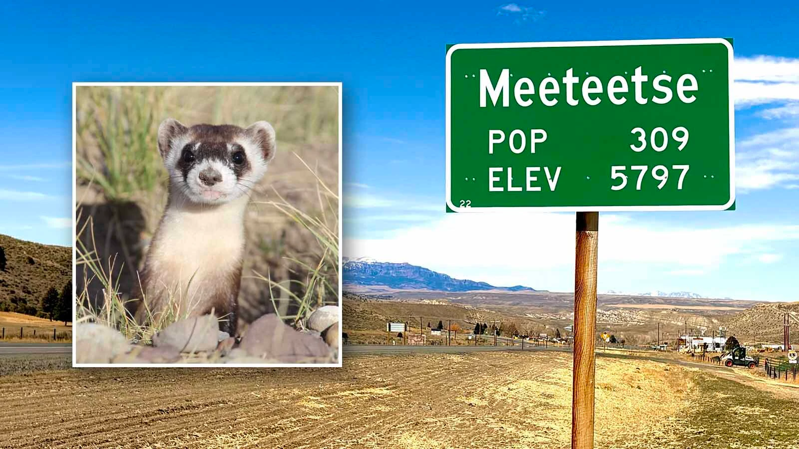 Black-footed ferrets are doing OK in the vast Shirely Basin but are apparently struggling near Meeteetse, where they were discovered in 1981.