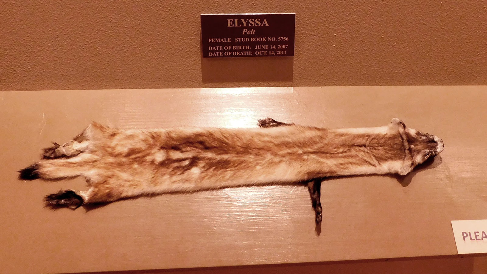 The pelt of Elyssa, the black-footed ferret on display at the Meeteetse Museums. This pelt was stolen from the museum, but thankfully undamaged by the ordeal and has since been returned to the museum.