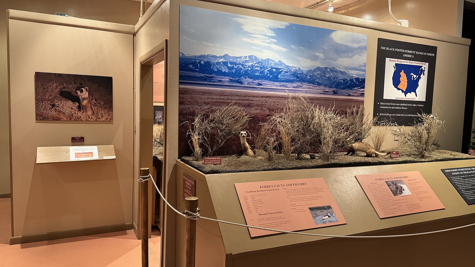 The black-footed ferret exhibit at the Meeteetse Museums. The last living colony of black-footed ferrets was found on a Meeteetse ranch in 1981, two years after the species had been declared extinct.