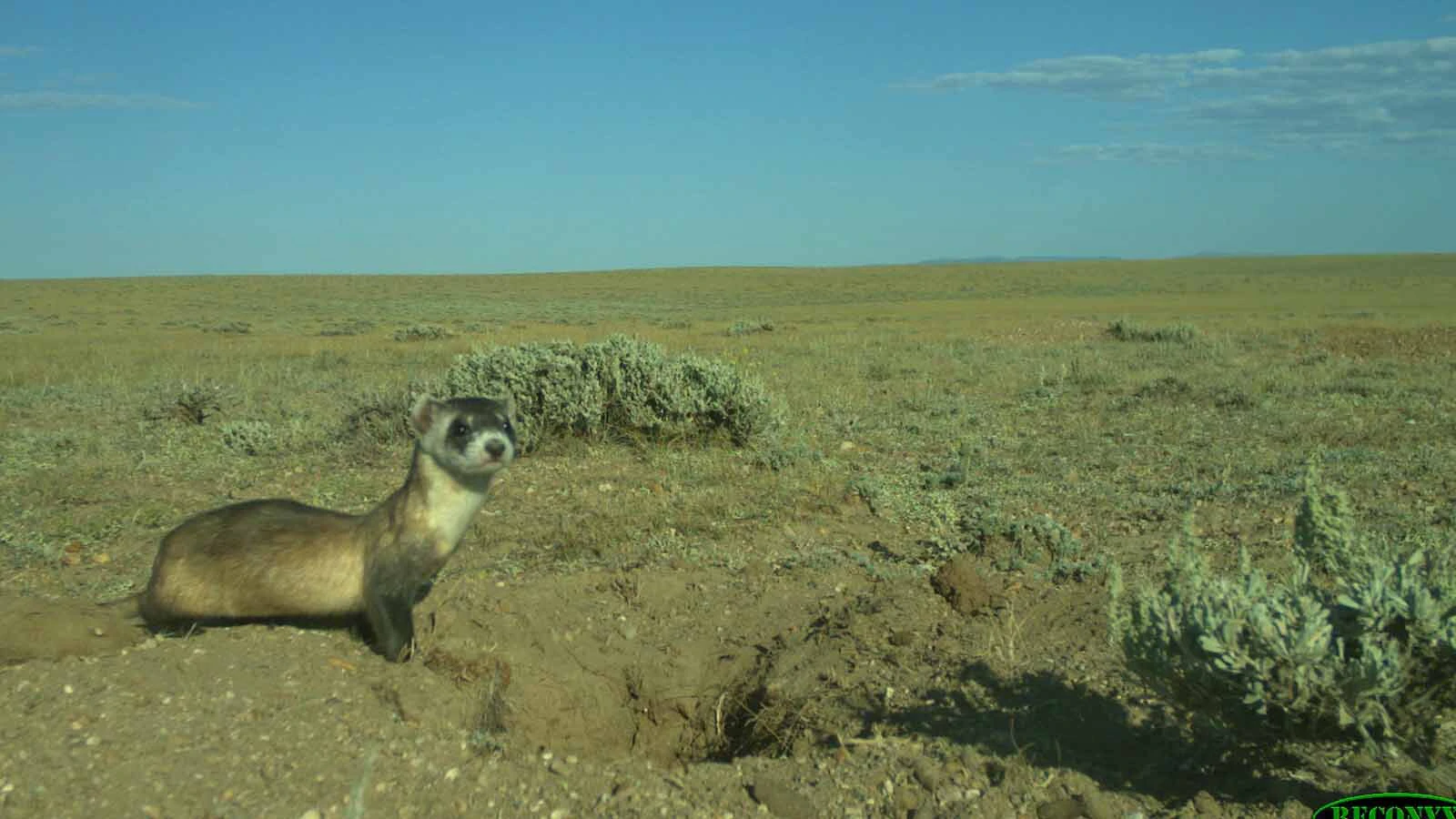 Black-footed ferrets are doing OK in the vast Shirley Basin but are apparently struggling near Meeteetse, where they were re-discovered in 1981.