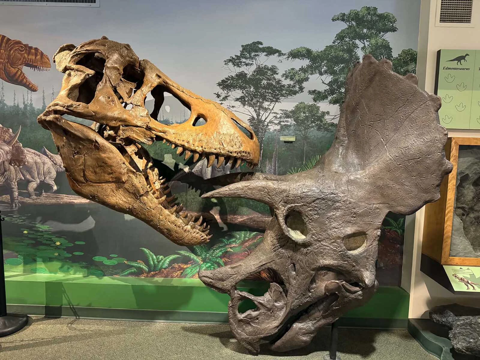 The skulls of Tyrannosaurus and Triceratops on display at the University of Wyoming Geological Museum in Laramie. These famous dinosaurs lived during "the latest Cretaceous," the final million years before the K-Pg extinction event that wiped out nearly all the dinosaurs. 