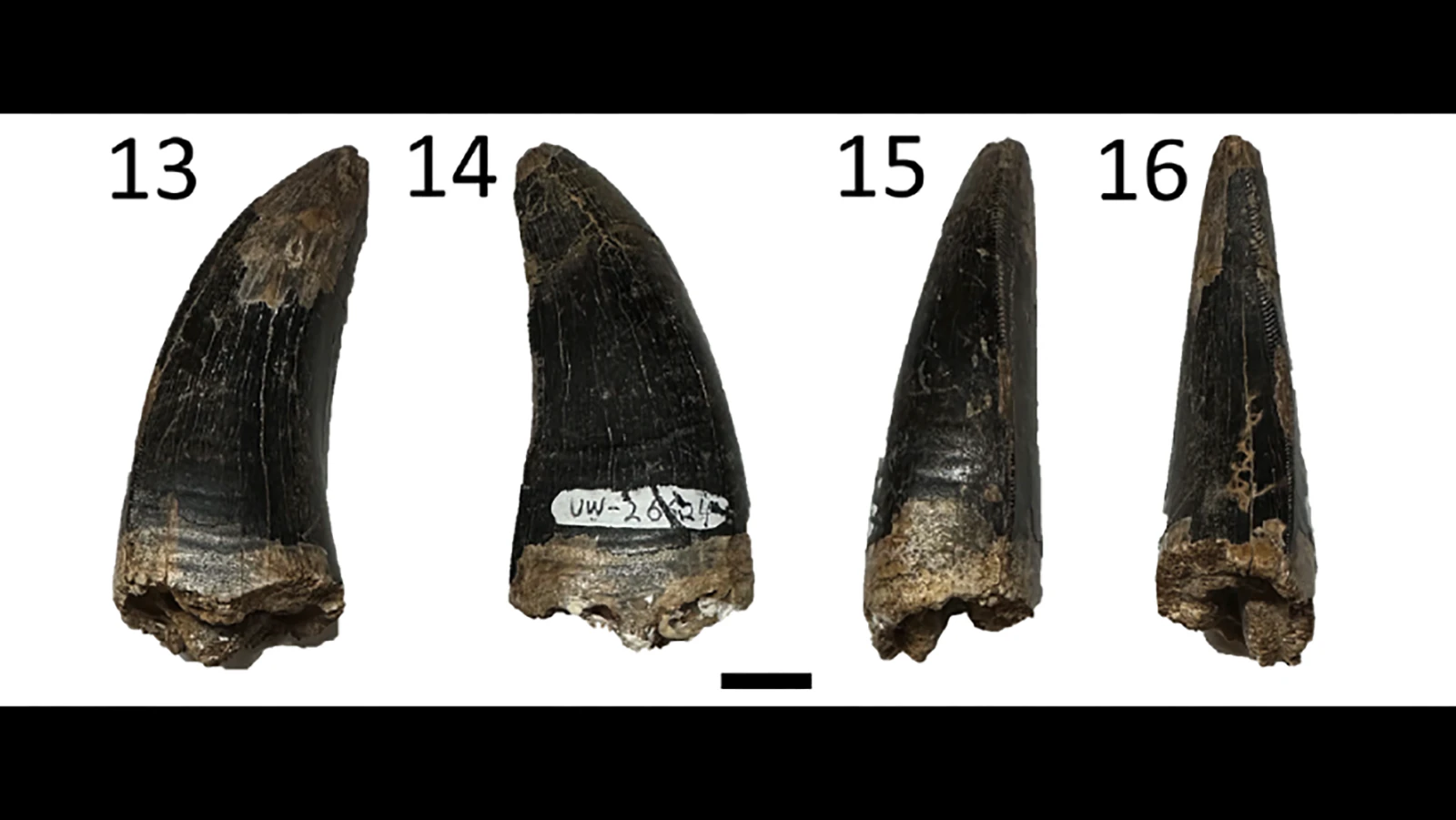 Tyrannosaurus rex teeth found in the Ferris Formation in Carbon County. Anton Wroblewski studied the teeth and partial fossils of dinosaurs from this "latest Cretaceous" rock formation to see if the dinosaurs went extinct rapidly or gradually before the K-Pg extinction event that wiped out 75% of life on Earth.