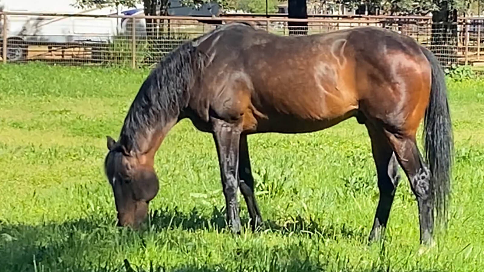 Finnegans Wake is a purebred champion cut off Powerscourt from the ghost of Silver Ghost Mare Boat. He is retired and moved to Wyoming.