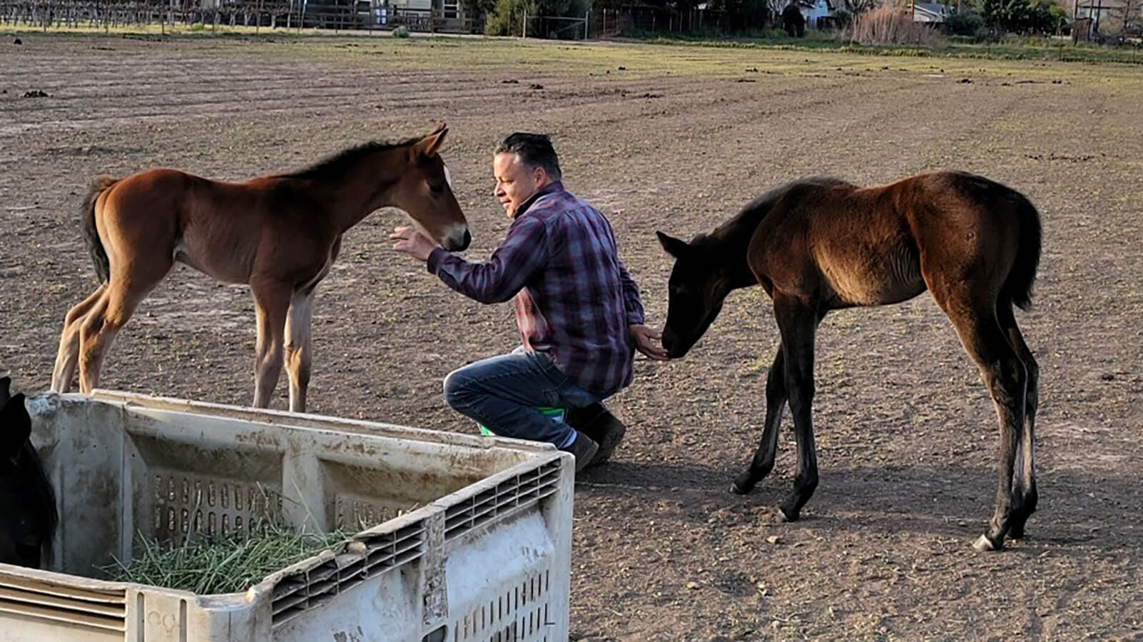 A pair of Finnegans Wake stallions.