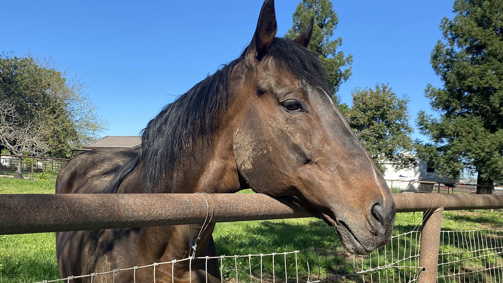 Finnegans Wake is a purebred champion cut off Powerscourt from the ghost of Silver Ghost Mare Boat. He is retired and moved to Wyoming.