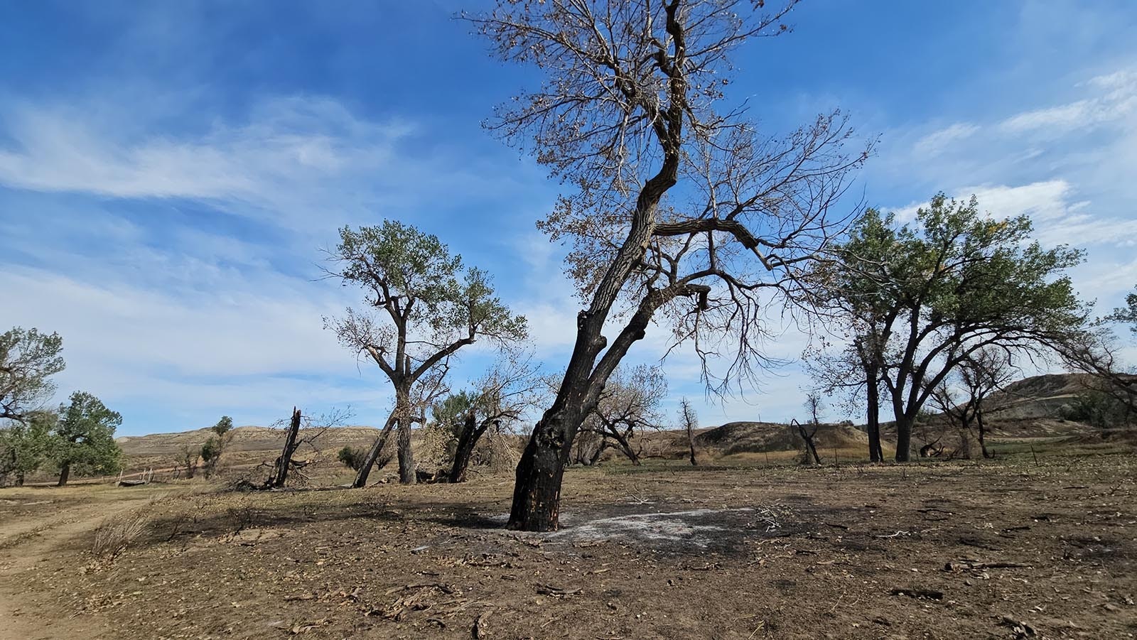 The scorched cottonwood trees were a favorite for cattle in the afternoon, a shady place to rest. They will all likely die as a result of a fire that torched nearly 50,000 acres of land on David Belus' ranch.