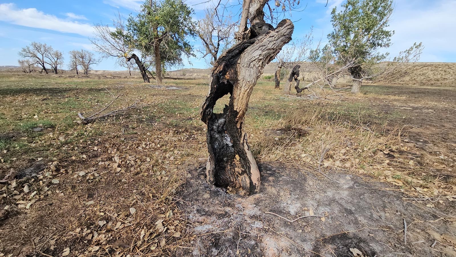 Fire burned a hole through this cottonwood tree, and scorched the trees behind it as well. The trees will all likely die before their time as a result.