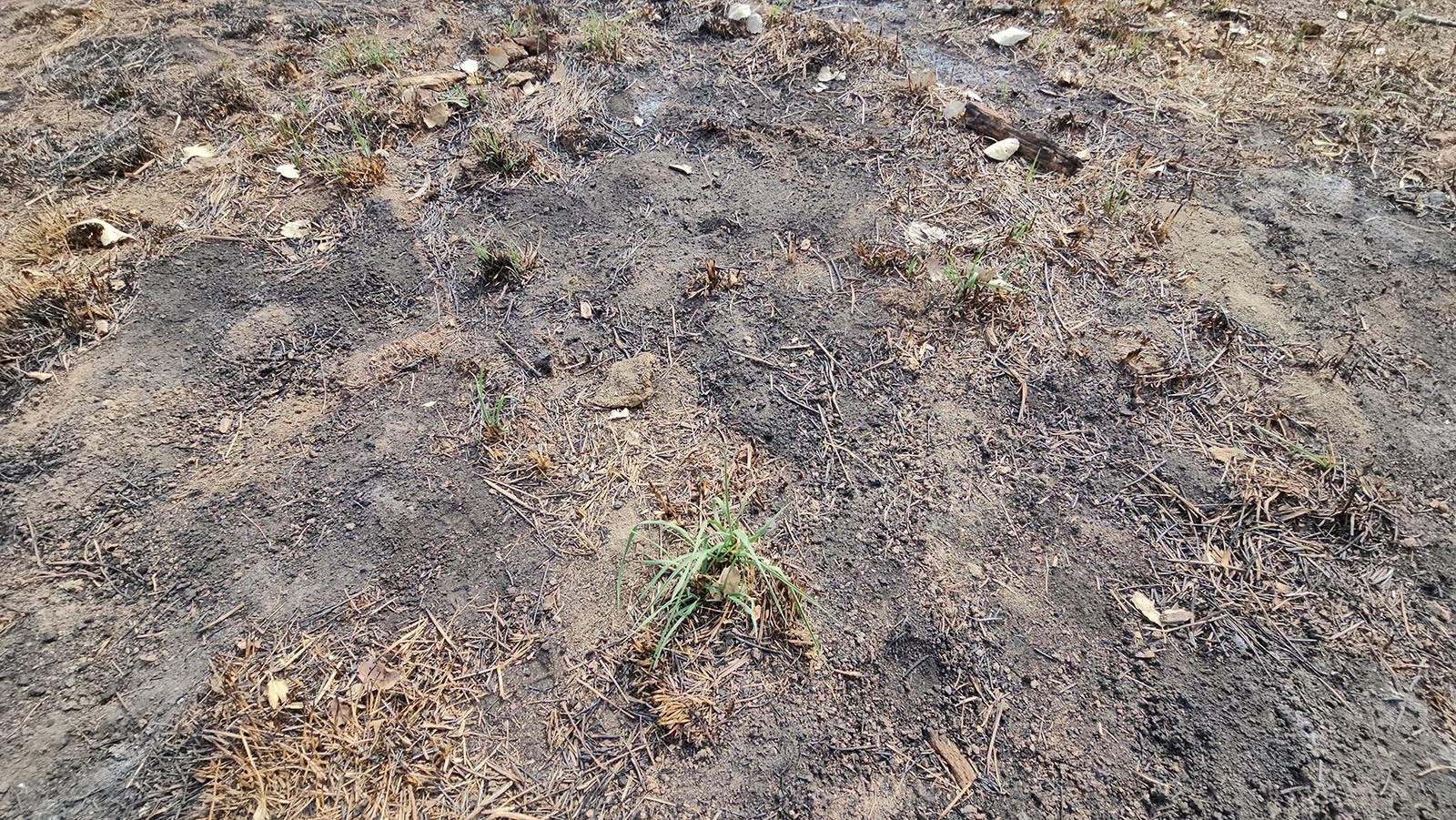 A tiny tuft of green grass struggles to remain living after a fire torched David Belus' ranch.