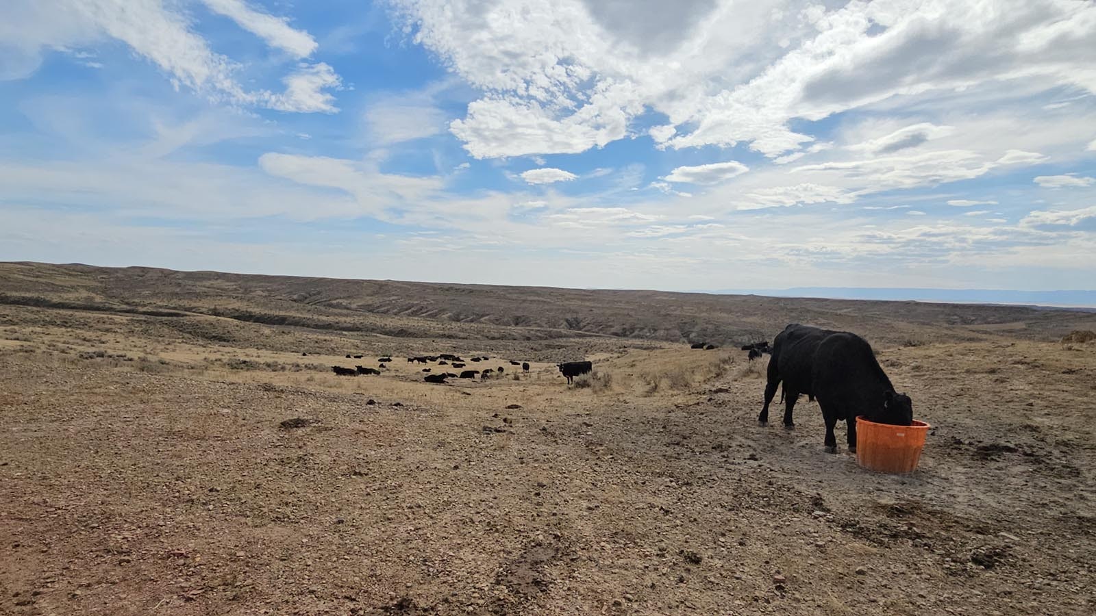 These mineral blocks were given to Belus to help ensure his cattle are getting proper nutrition after a fire destroyed nearly 50,000 acres — 78 miles — of pasture on David Belus' ranch.