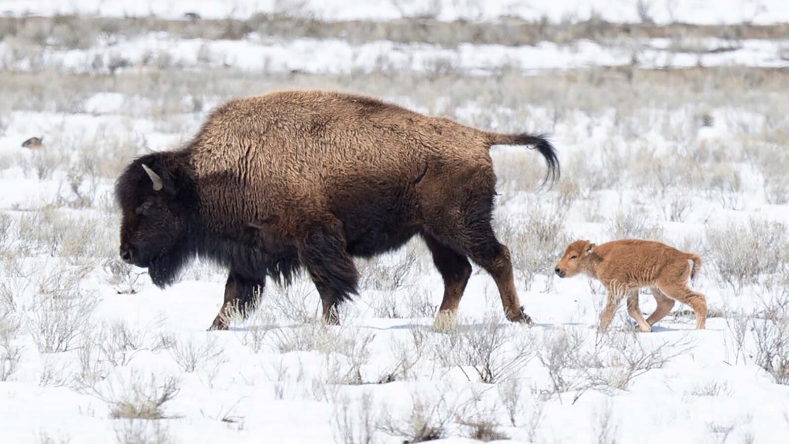 Yellowstone's first bison calf of 2025 was spotted in the Lamar Valley on Sunday, making it an early addition to the park's bison herds.