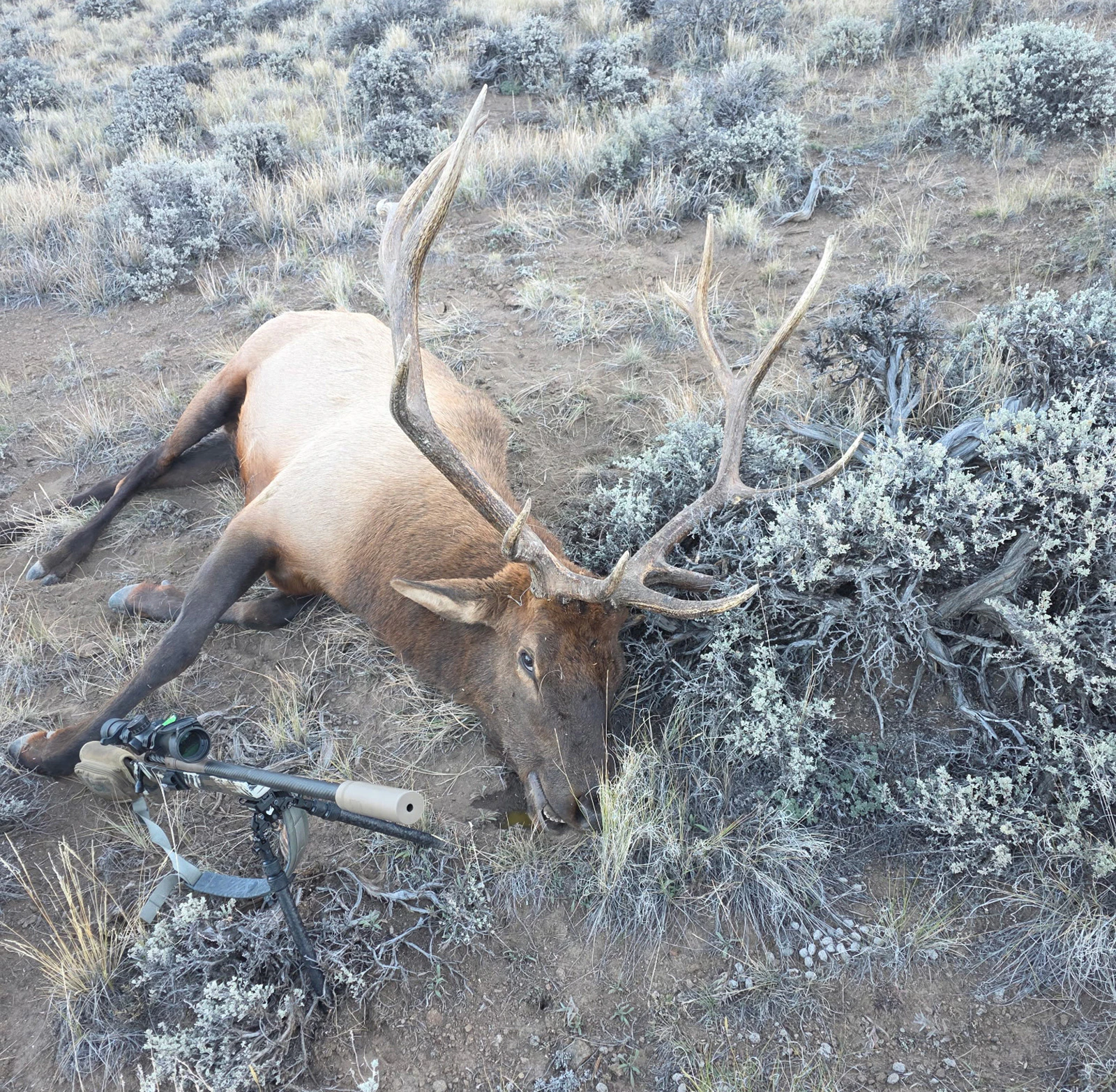 Mike Berryman was hunting in the South Fork area near Cody Thursday when he shot this elk, his first bull ever, at nearly age 67.